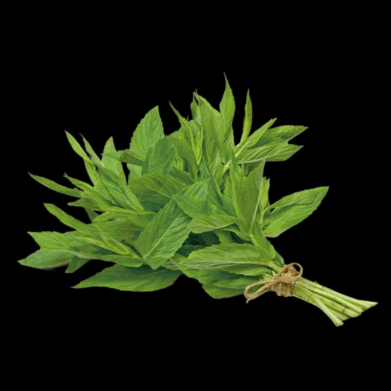 1 Bunch Fresh Pudina (Mint) ca.40-60g